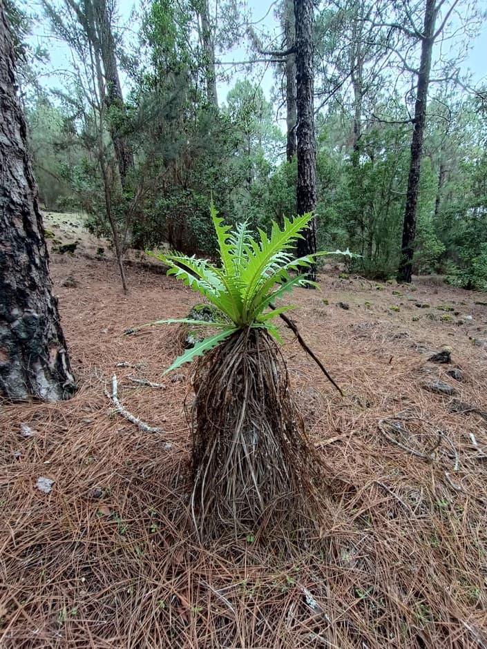 Sonchus gomerensis (чертополох гомерианский)