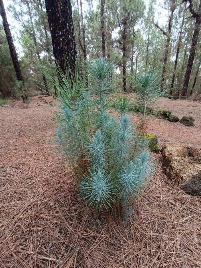 Pinus canariensis (канарская сосна)